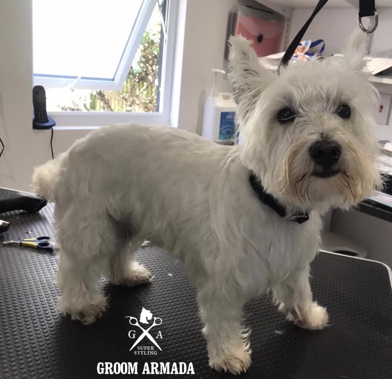 A freshly groomed white terrier on the grooming table under the salon skylight
