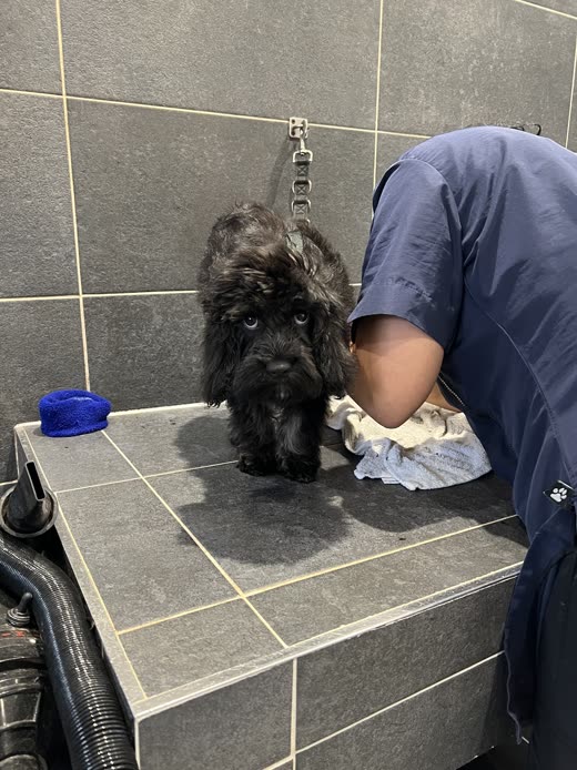 A groomer washing a wet shaggy dog in the tiled walk-in bathing area
