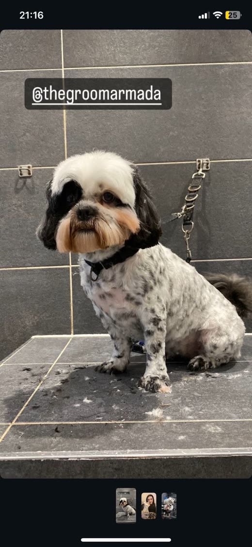 A groomed black-and-white shih tzu cross sitting on a grooming table